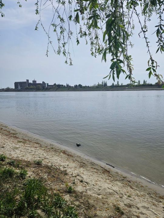 The Danube from a sandy bank under a willow, buildings and silos on the Croatian side