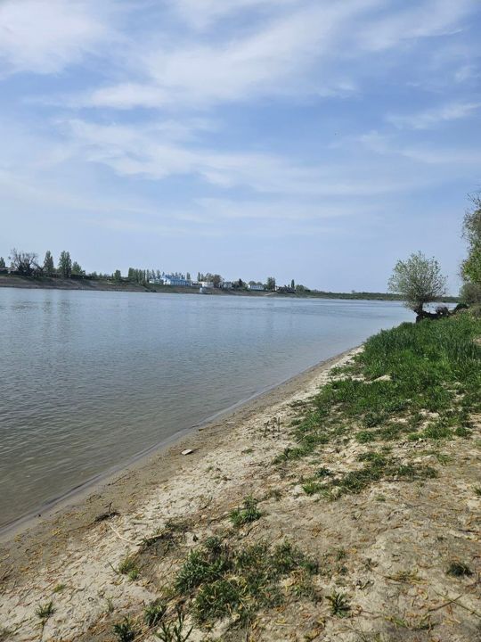 A sandy Danube bank in spring, grass and a lone willow, the far bank low on the horizon