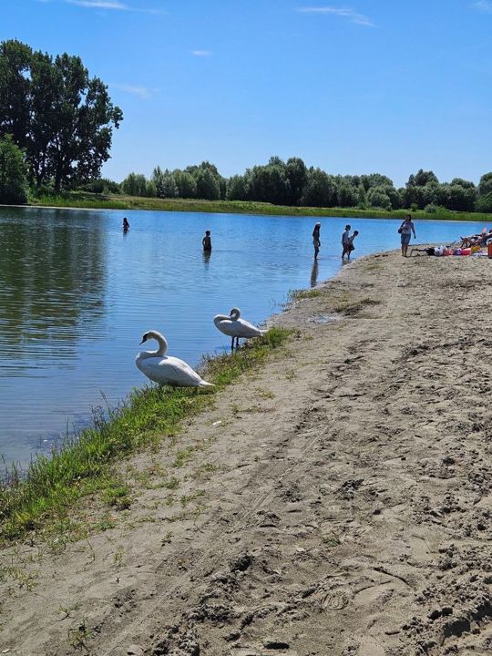 Summer on Lake Provala: swans resting on the sandy shore while people wade into the water